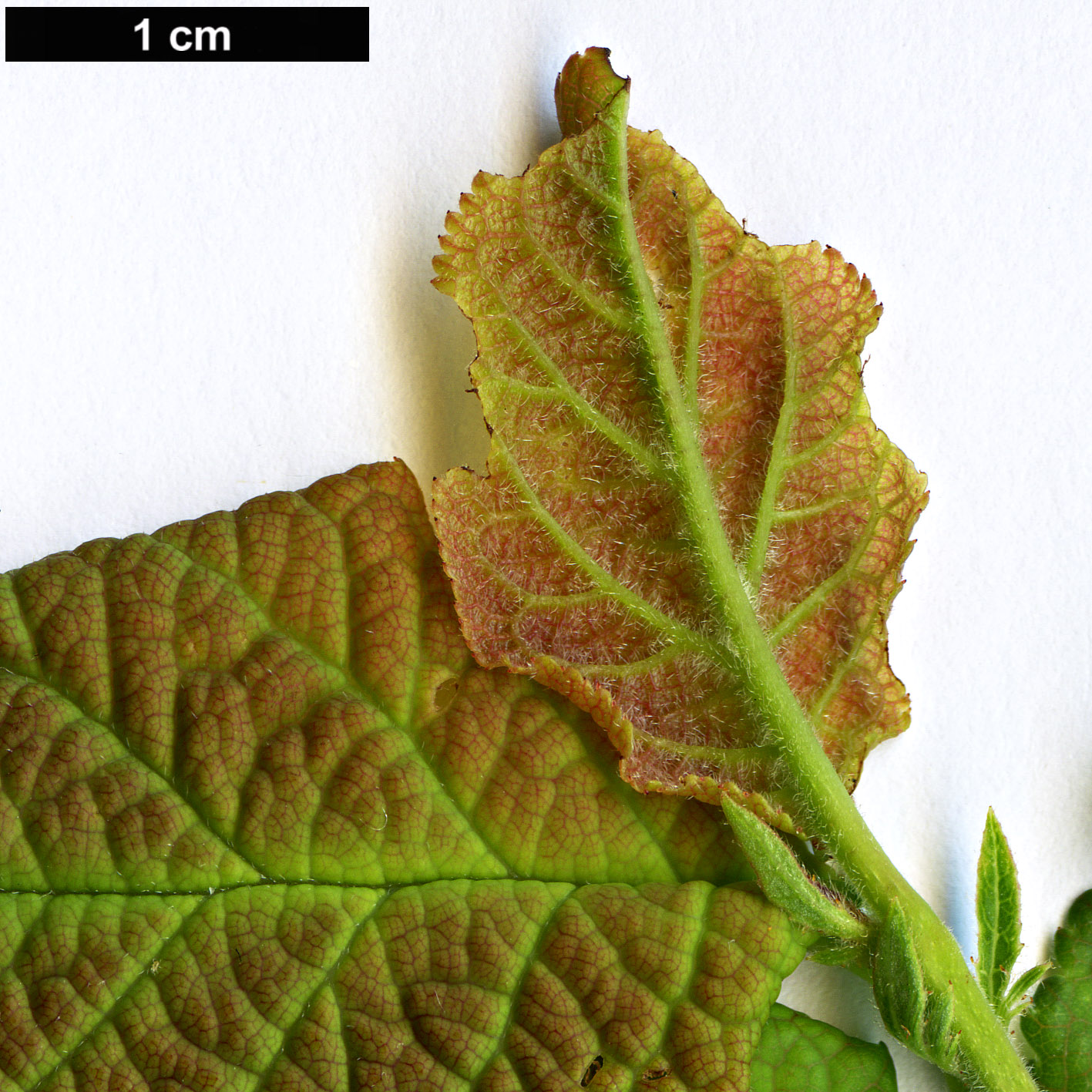 High resolution image: Family: Rosaceae - Genus: Prunus - Taxon: domestica - SpeciesSub: subsp. domestica 'Egger Zwetschge'